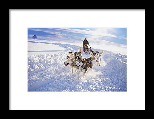 Working Animal Framed Print featuring the photograph Dog sledge by Zero Creatives