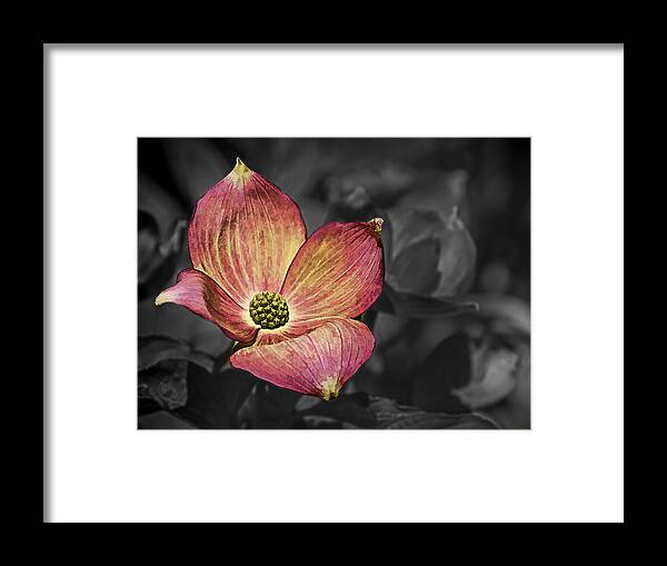 Ron Roberts Framed Print featuring the photograph Dogwood Bloom by Ron Roberts