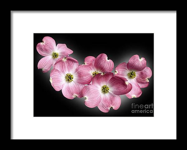 Genus Cornus Framed Print featuring the photograph Dogwood Blossoms by Tony Cordoza