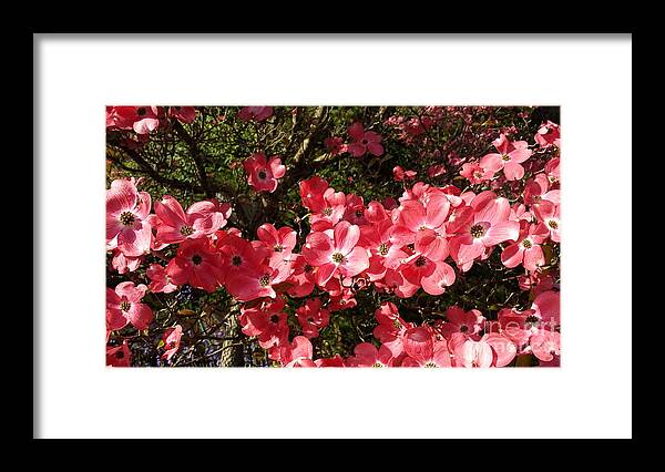Pink Flowers Framed Print featuring the photograph Dogwood by Chandelle Hazen