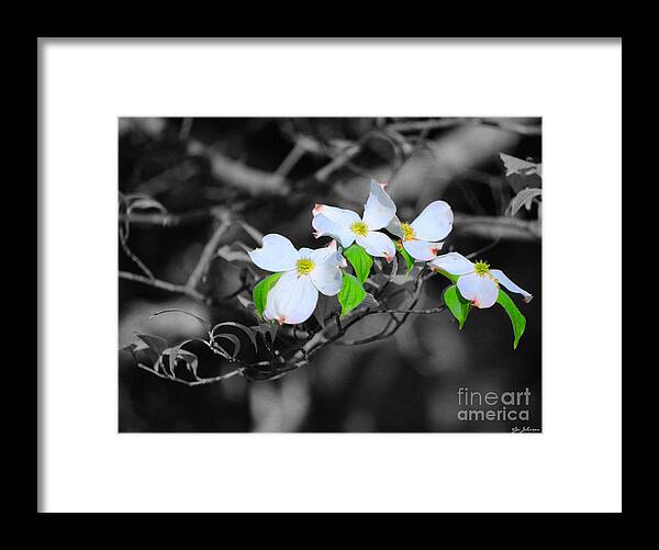Dogwood Framed Print featuring the photograph Dogwood Flowers by Jai Johnson