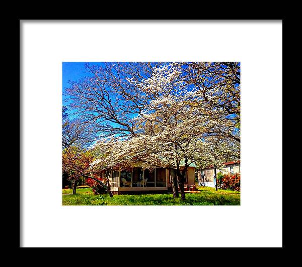 Dogwood Framed Print featuring the digital art Dogwood in full bloom by Carrie OBrien Sibley