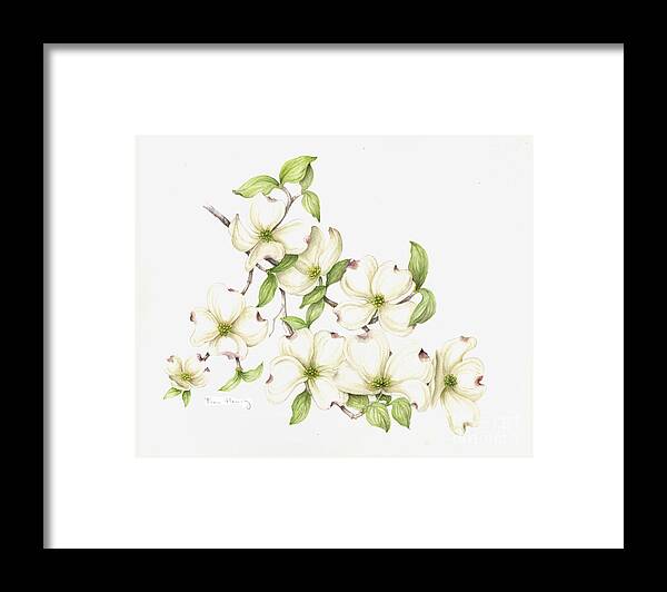 Botanical Art Framed Print featuring the painting Dogwood in Spring by Fran Henig