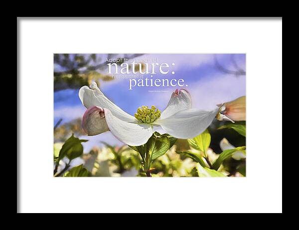 Spring Framed Print featuring the photograph Dogwood by Kathy Jennings