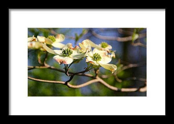 Nature Framed Print featuring the photograph Dogwood by Tracy Male