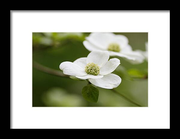 Dogwood Framed Print featuring the photograph Dogwoods by Rebecca Cozart