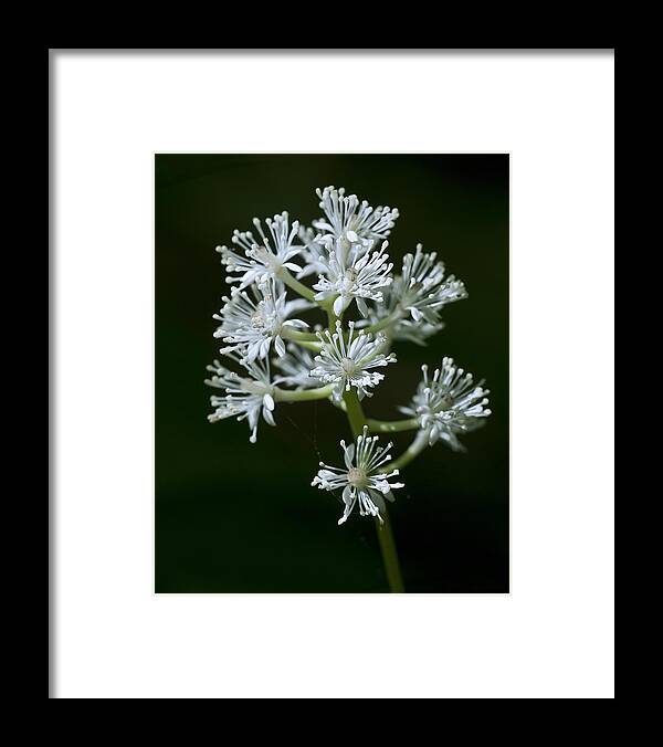 Flower Framed Print featuring the photograph Doll's Eyes by Carol Erikson