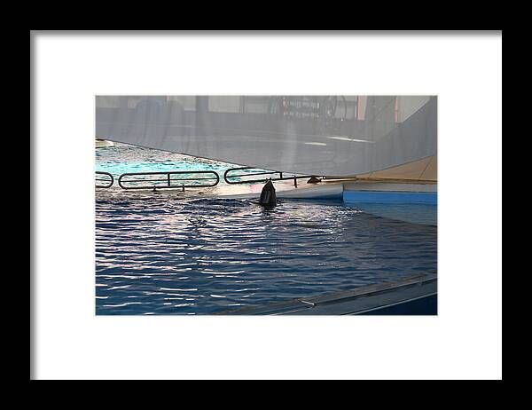 Inner Framed Print featuring the photograph Dolphin Show - National Aquarium in Baltimore MD - 121219 by DC Photographer