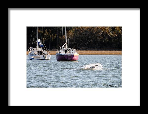 Dolphin Framed Print featuring the photograph Dolphin Splash by Dan Williams