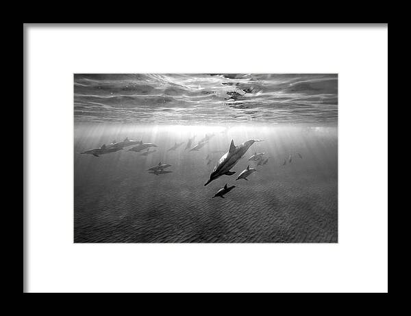 Group Framed Print featuring the photograph Dolphins at dawn by Artesub