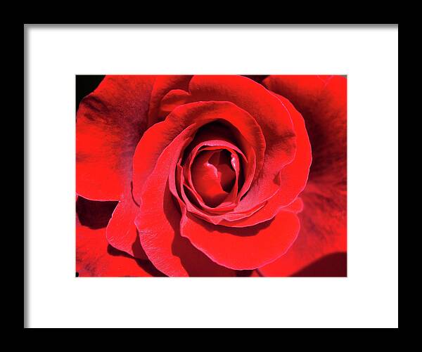 Don Juan Rose Framed Print featuring the photograph Don Juan by Sandra Selle Rodriguez