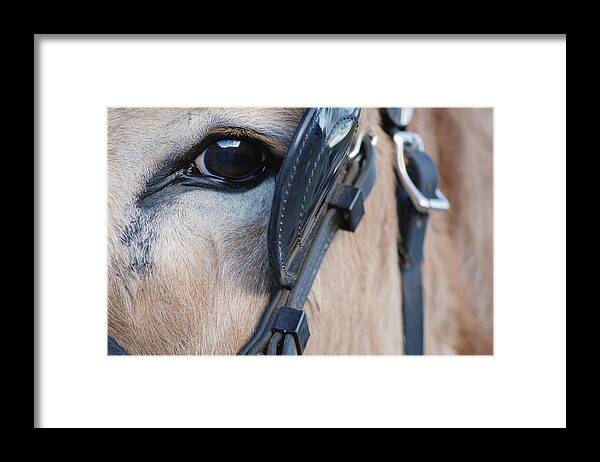 Photograph Framed Print featuring the photograph Donkey Eye by Larah McElroy