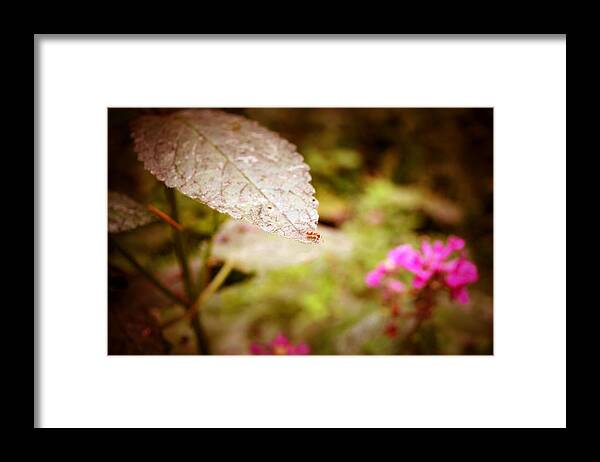 Red Ant Framed Print featuring the photograph Don't Look Down by Laureen Murtha Menzl