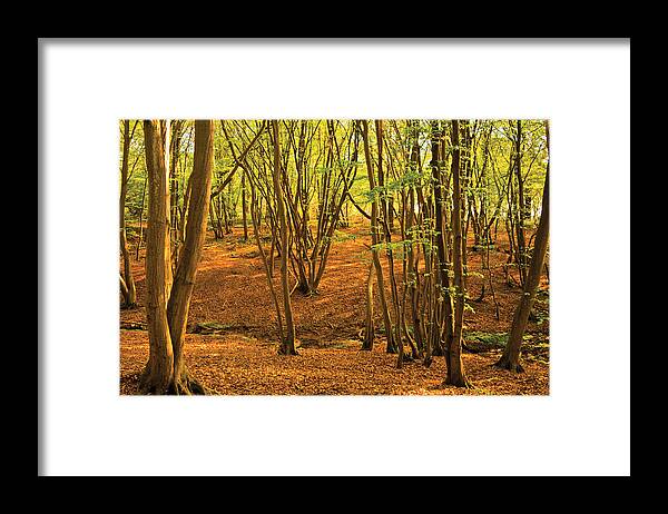 Autumn Landscape Framed Print featuring the photograph Donyland Woods by David Davies
