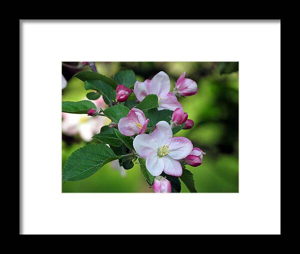Door County Framed Print featuring the photograph Door County Apple Blossoms by David T Wilkinson