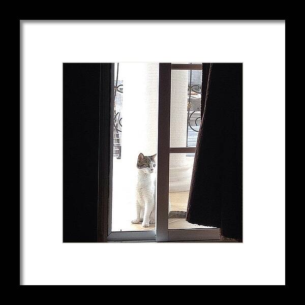 Petstagram Framed Print featuring the photograph #dorota #bella#cat #cats #catsagram by Ivette Velez