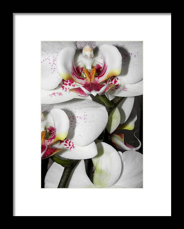 White Orchids Framed Print featuring the photograph Dots and Splashes of Pink on Orchid by Kim Galluzzo Wozniak