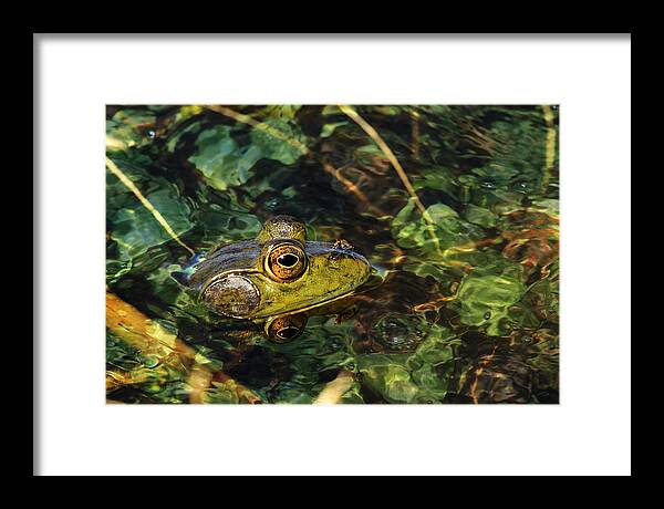 American Bullfrog Framed Print featuring the photograph Double Dare Ya by Donna Kennedy