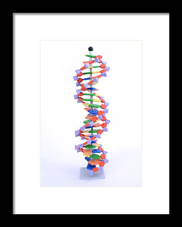 Science Framed Print featuring the photograph Double Helix Dna Molecular Model by Science Source
