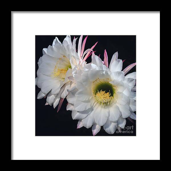 Echinopsis Candican Framed Print featuring the photograph Double Illumination by Tamara Becker