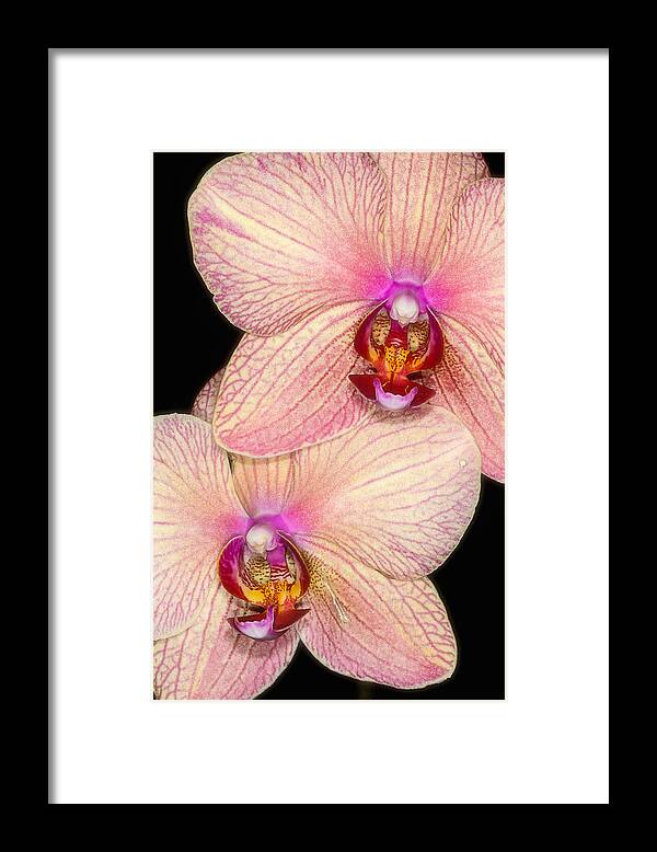 Orchid Framed Print featuring the photograph Double Orchid by Joe Myeress