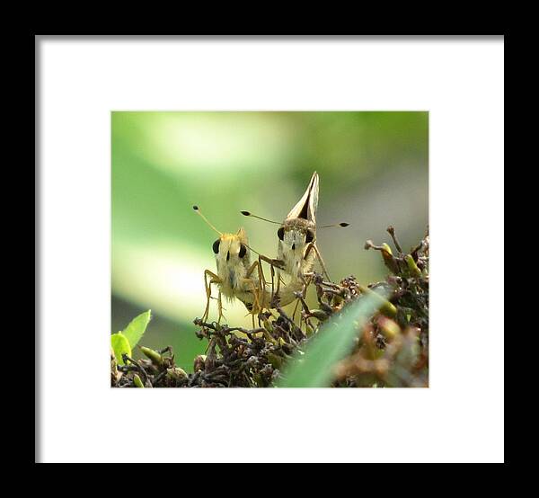 Moth Framed Print featuring the photograph Double Trouble by Jennifer Wheatley Wolf