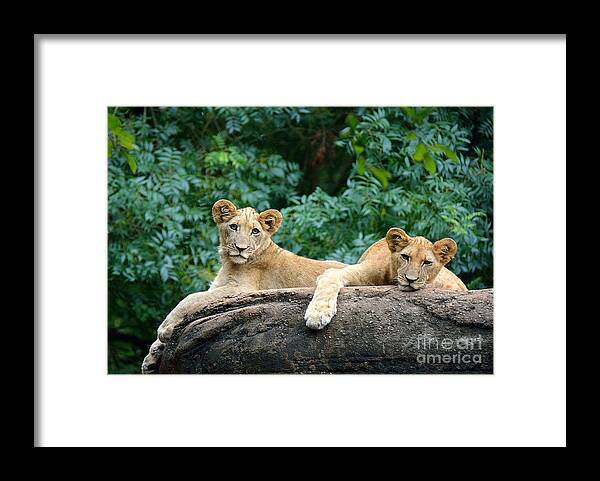 Lions Framed Print featuring the photograph Double Trouble by Lisa L Silva