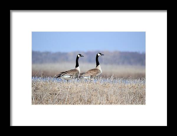 Canadian Geese Framed Print featuring the photograph Double Vision by Bonfire Photography