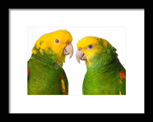 Amazon Framed Print featuring the photograph Double Yellow-headed Amazon Pair Portrait by Avian Resources