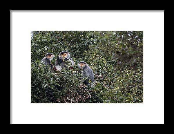 Cyril Ruoso Framed Print featuring the photograph Douc Langur Male And Females Vietnam by Cyril Ruoso
