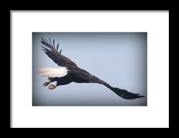 Bald Eagle Framed Print featuring the photograph Dr. Hook by Sue Long