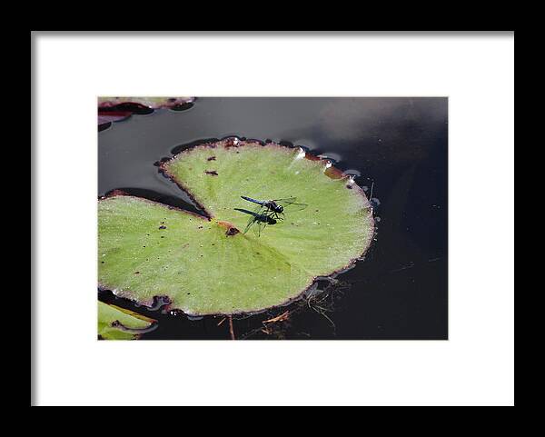 Charlie Day Framed Print featuring the photograph Dragon Fly On A Lily Pad by Charlie Day