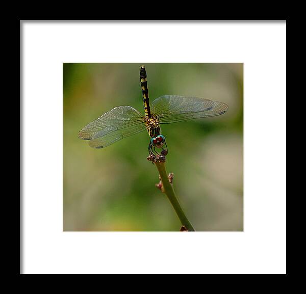 Dragonfly Framed Print featuring the photograph Dragonfly 2 by Leticia Latocki