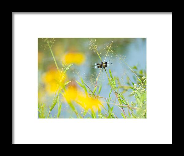 Dragonfly Framed Print featuring the photograph Dragonfly Beauty by Stacy Abbott