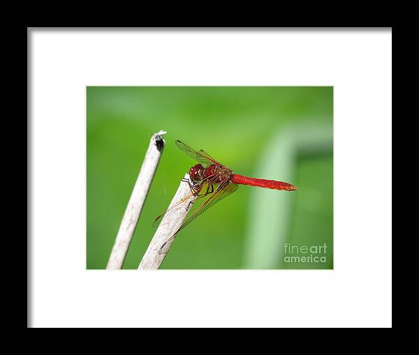 Dragonfly Framed Print featuring the photograph Dragonfly by Gayle Swigart