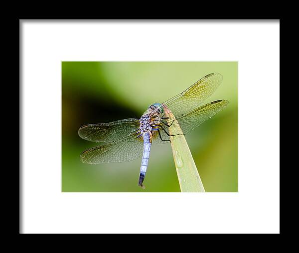 Kenilworth Aquatic Gardens Framed Print featuring the photograph Dragonfly by Georgette Grossman