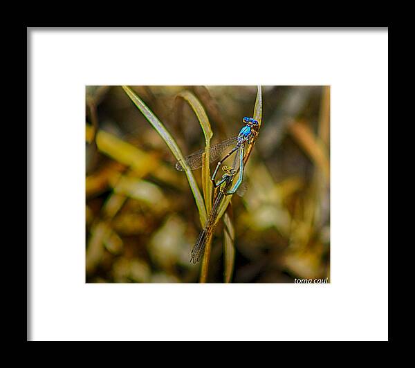 Nature Framed Print featuring the photograph Dragonfly Love by Toma Caul