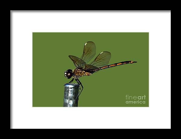 Dragonfly Framed Print featuring the photograph Dragonfly by Meg Rousher