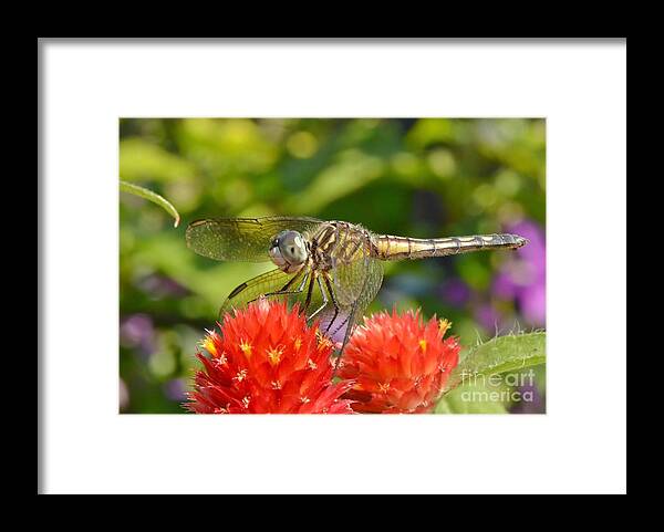 Dragonfly Framed Print featuring the photograph Dragonfly On Red Flowers by Kathy Baccari