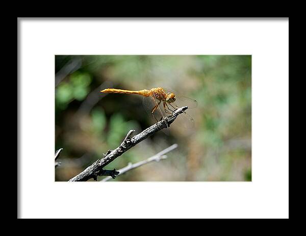 Dakota Framed Print featuring the photograph Dragonfly Summer by Greni Graph