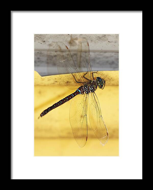 Dragonfly Framed Print featuring the photograph Dragonfly Web by Melanie Lankford Photography