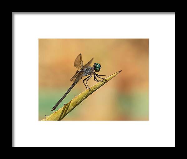 Dragonfly Framed Print featuring the photograph Dragonlet by Erin Thomsen