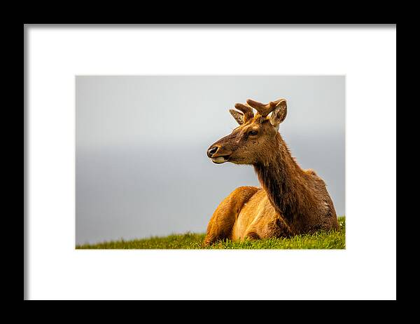 Big Horn Sheep Framed Print featuring the photograph Drake Elk by Kevin Dietrich