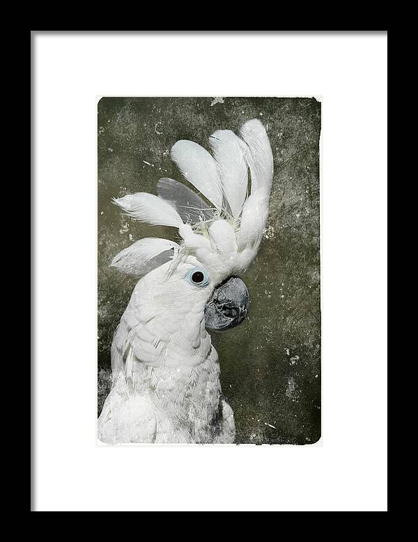 Cockatoo Framed Print featuring the photograph Drama Momma by Erin Tucker