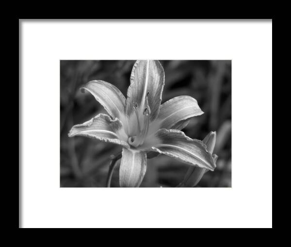 Floral Framed Print featuring the photograph Dream of Lily by Lisa Blake