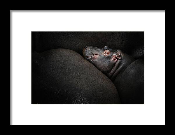 Hippo Framed Print featuring the photograph Dreamin' by Zdenek Vales