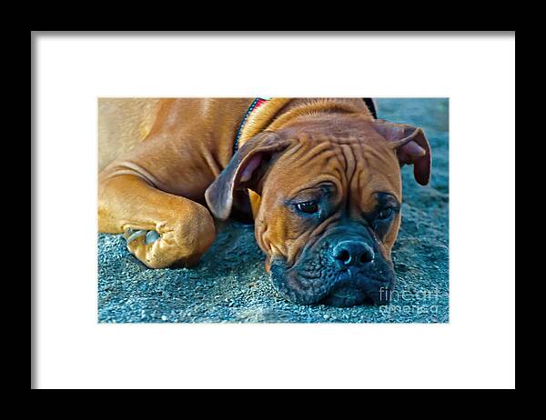 Dog Framed Print featuring the photograph Dreaming Boxer by PatriZio M Busnel