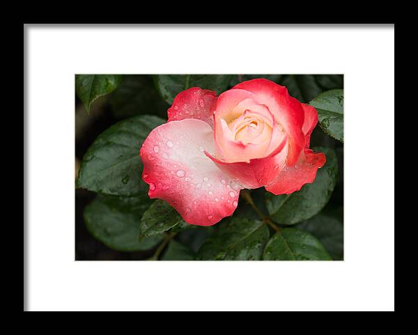 Sweetheart Rose Framed Print featuring the photograph Dreaming of Sweetheart Roses by Georgia Mizuleva