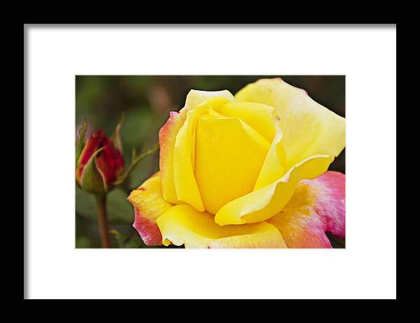 Yellow Rose Framed Print featuring the photograph Dream's Come True Rose by Walter Herrit by Walter Herrit