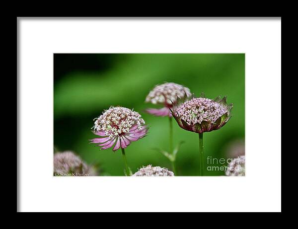 Flower Framed Print featuring the photograph Dreamscape by Susan Herber